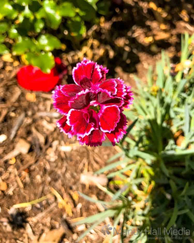 Purple and red