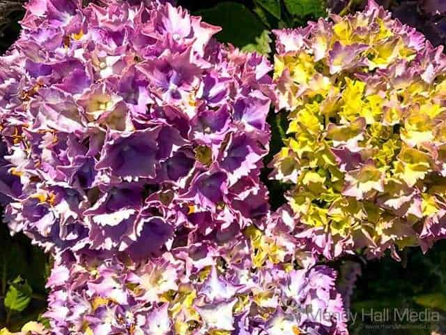 Purple and green on the same bush