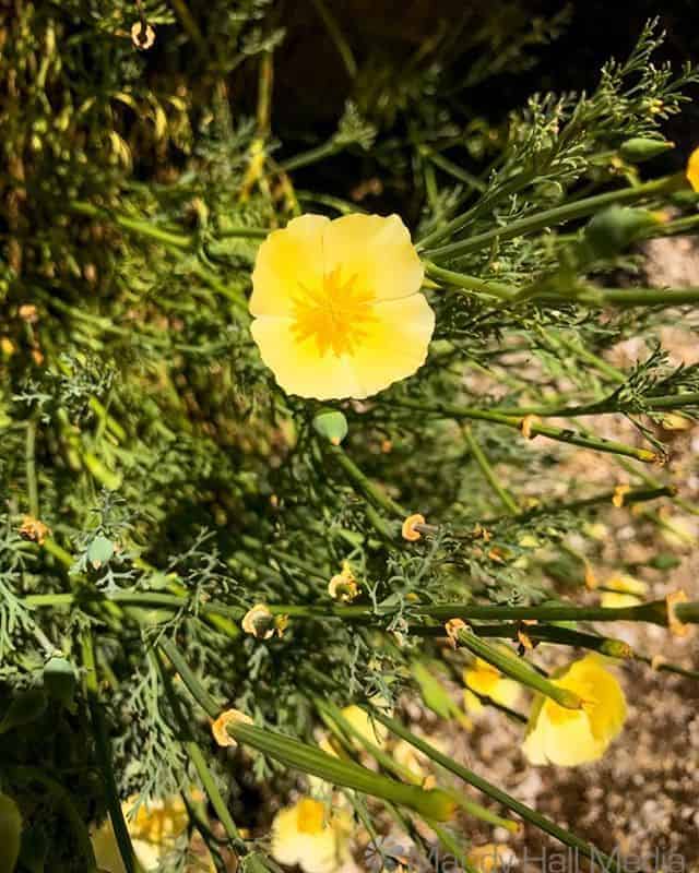 Little yellow flower