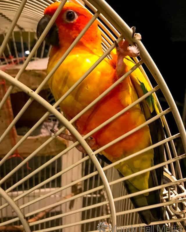 Happy parrot