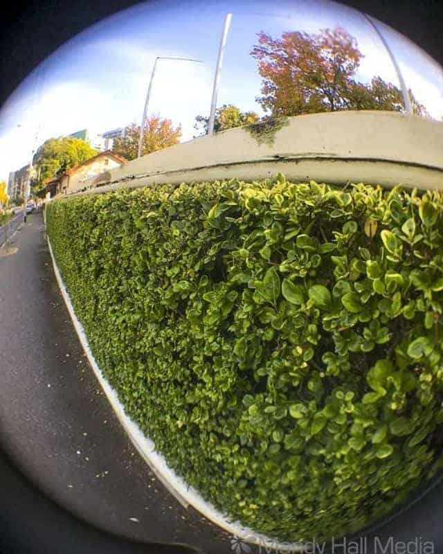 Hedge