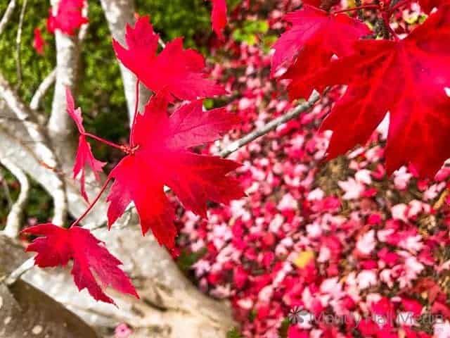 Autumn leaves