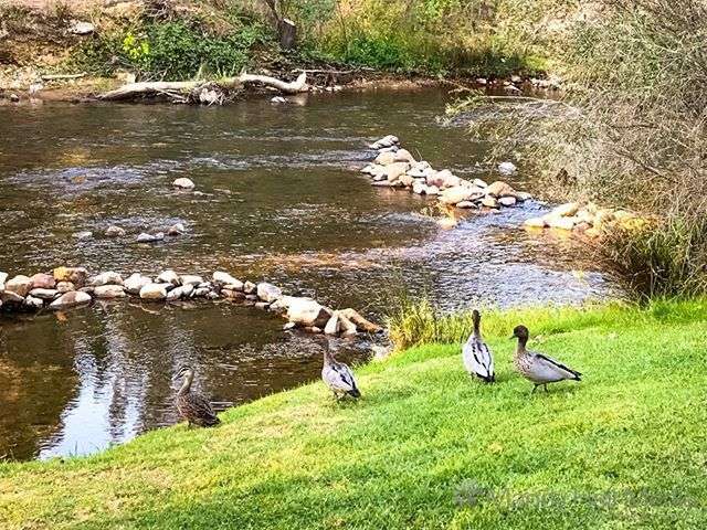 Ducks in Bright