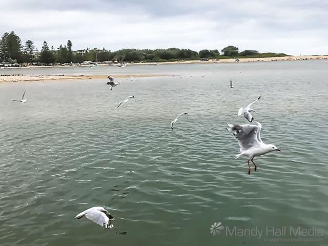 Seagulls