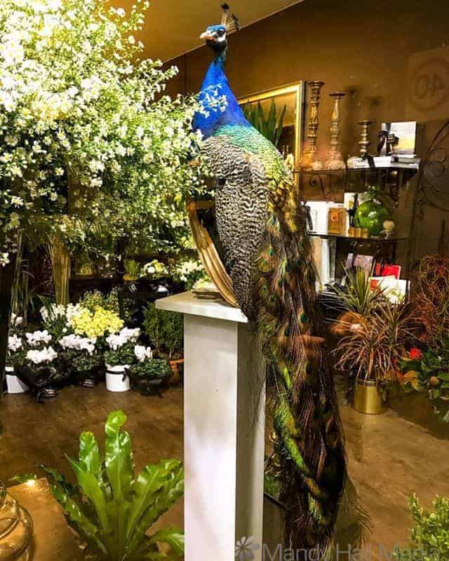 Peacock