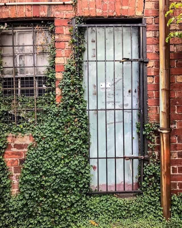 Ivy