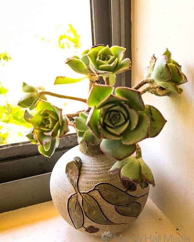 Succulents in a vase