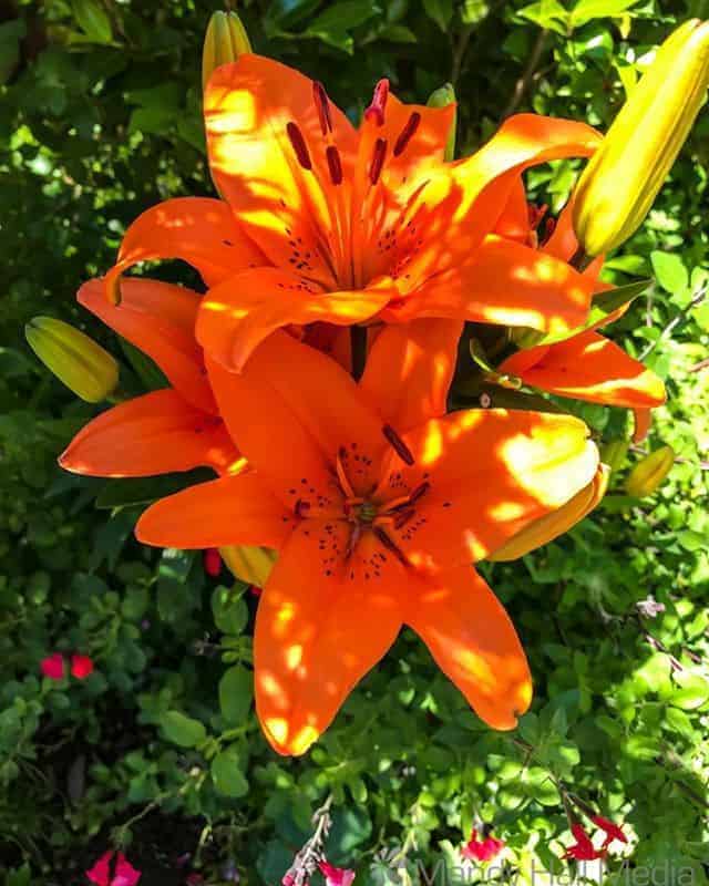 Lillies in the afternoon sun
