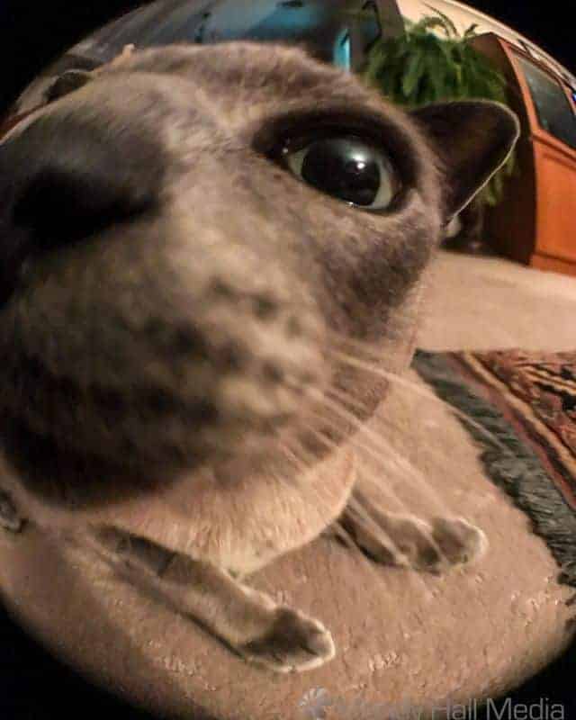 Big nosed cat