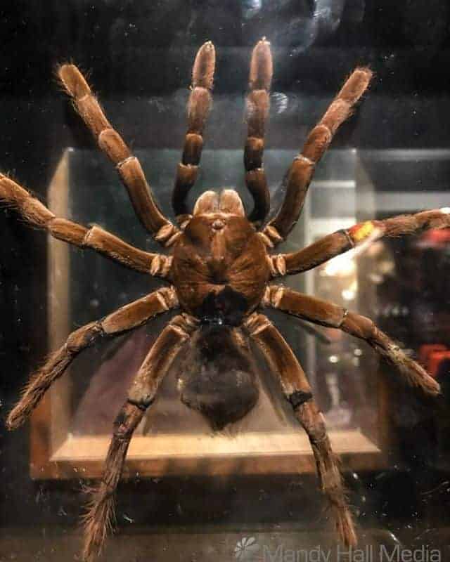 Tarantula