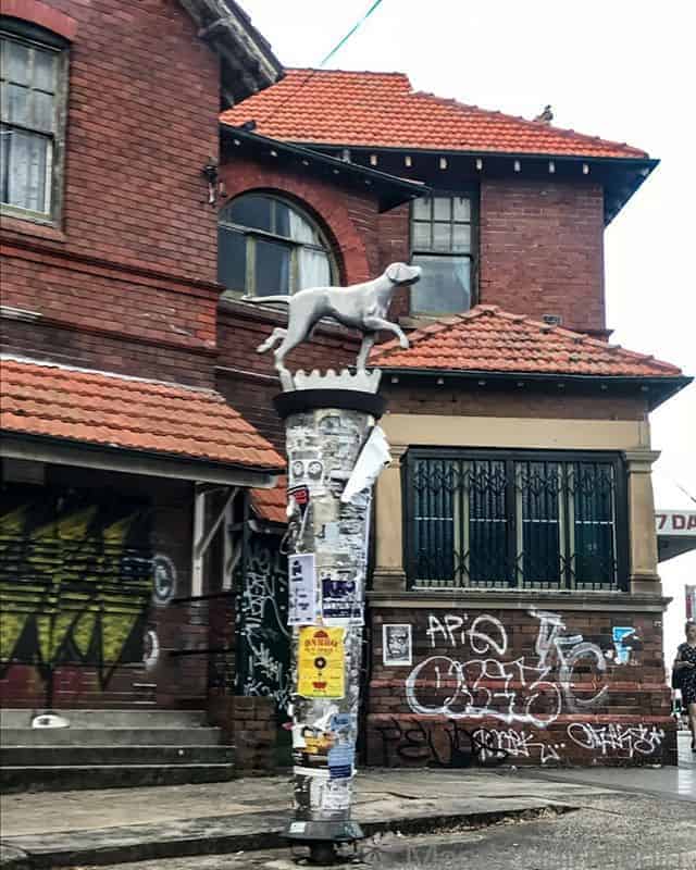 Newtown Dog