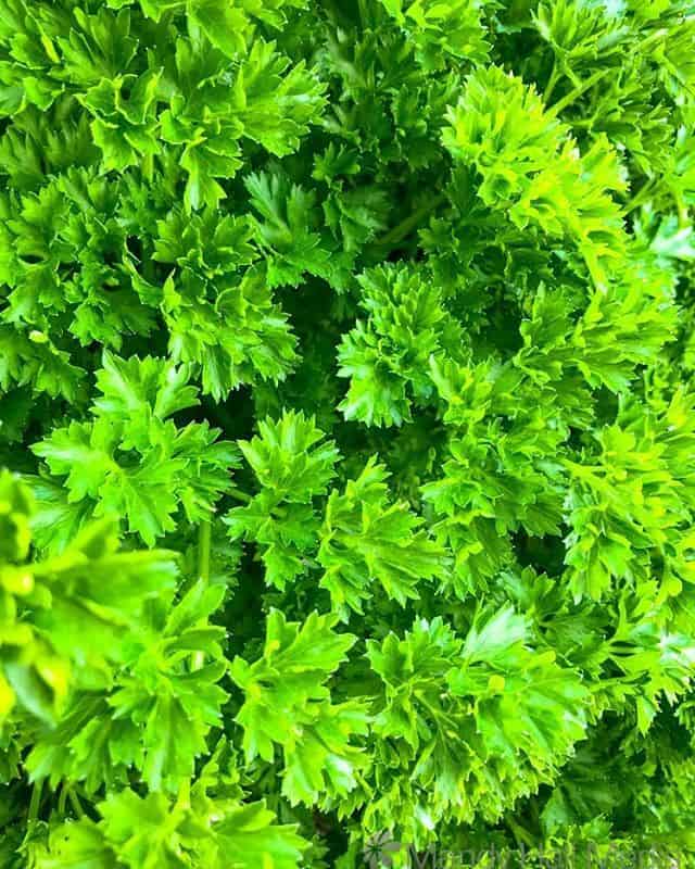 Parsley