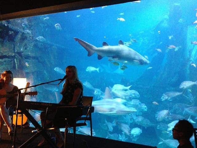 Gig at Melbourne Aquarium