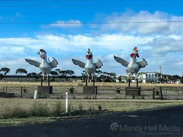Happy chickens