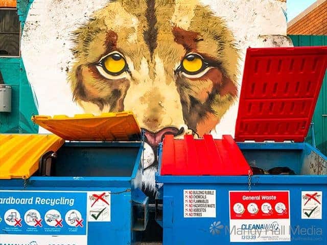 Lion with the bins