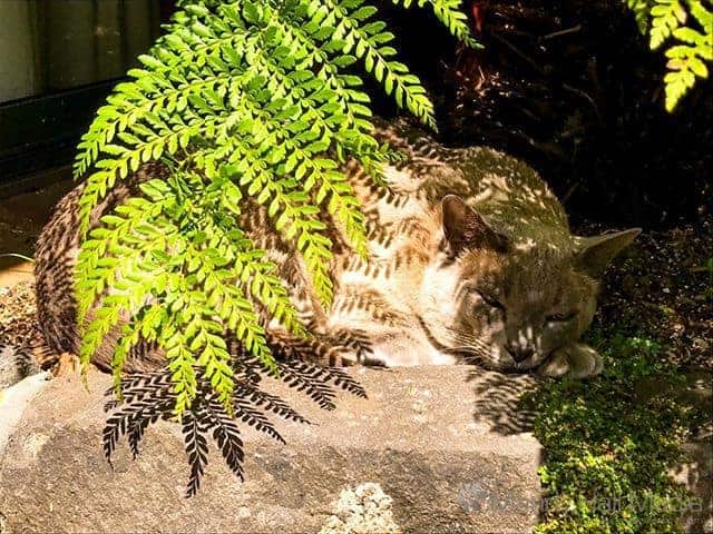 Dozing in the afternoon sun