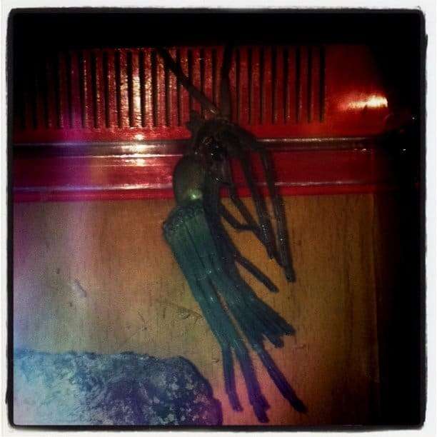 Silas the giant huntsman shedding her skin