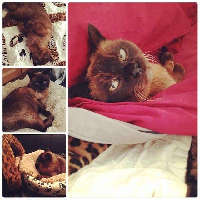 I think Ming may be enjoying her holiday at my house
