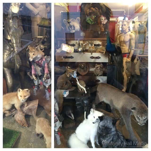 Strange wonky stuffed animals in a shop front