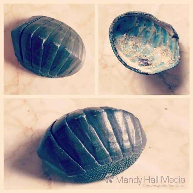 Chiton shell found on a Tassie beach. I think it looks like a dragon snail.