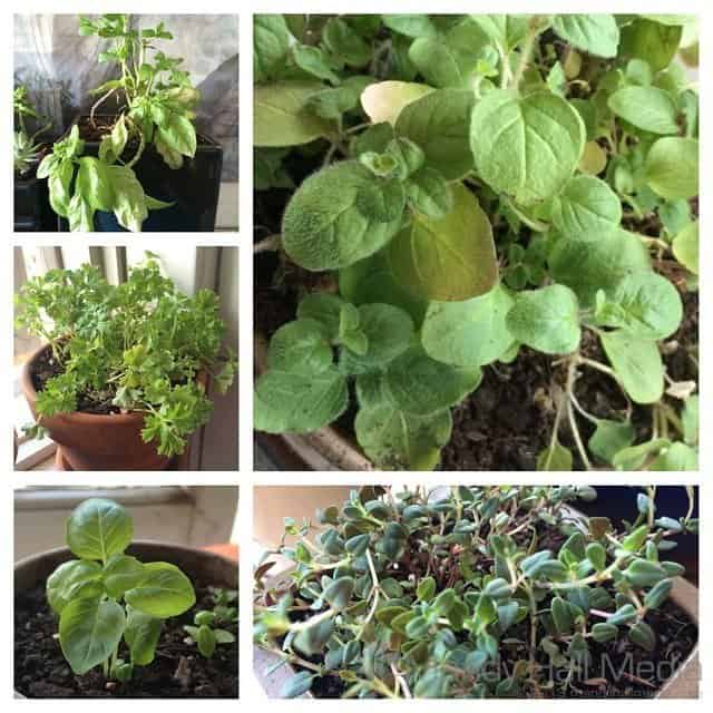 My herbs are doing well so far