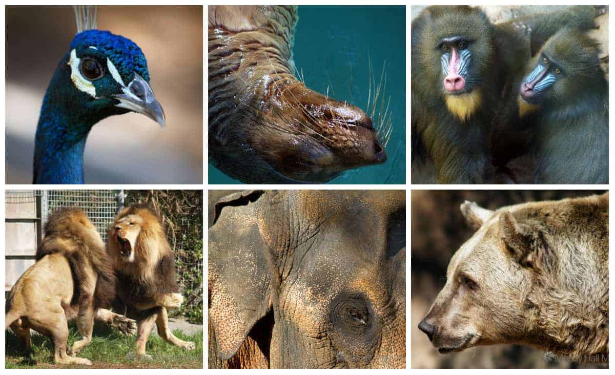 More animals at the zoo
