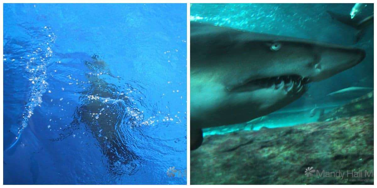 Sharks and seals at Sydney Aquarium