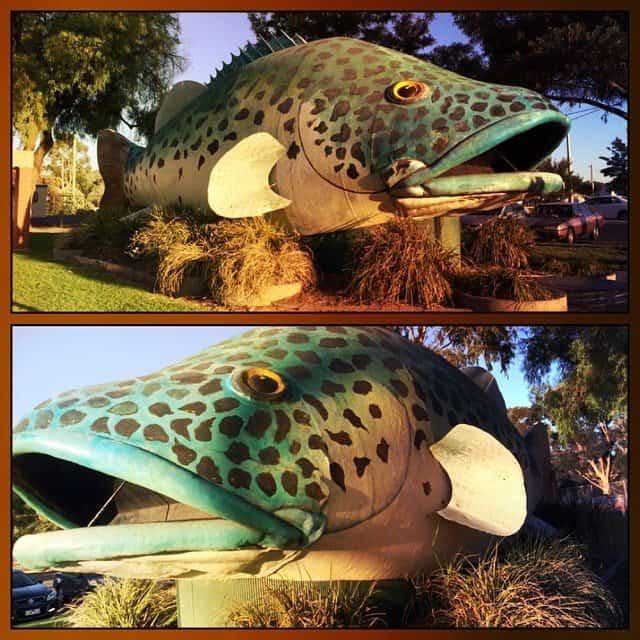 Big fish