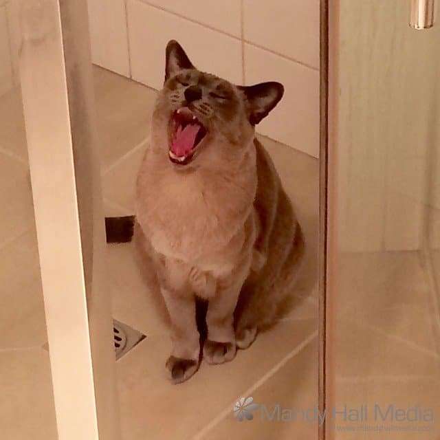 Mr Bod singing in the shower