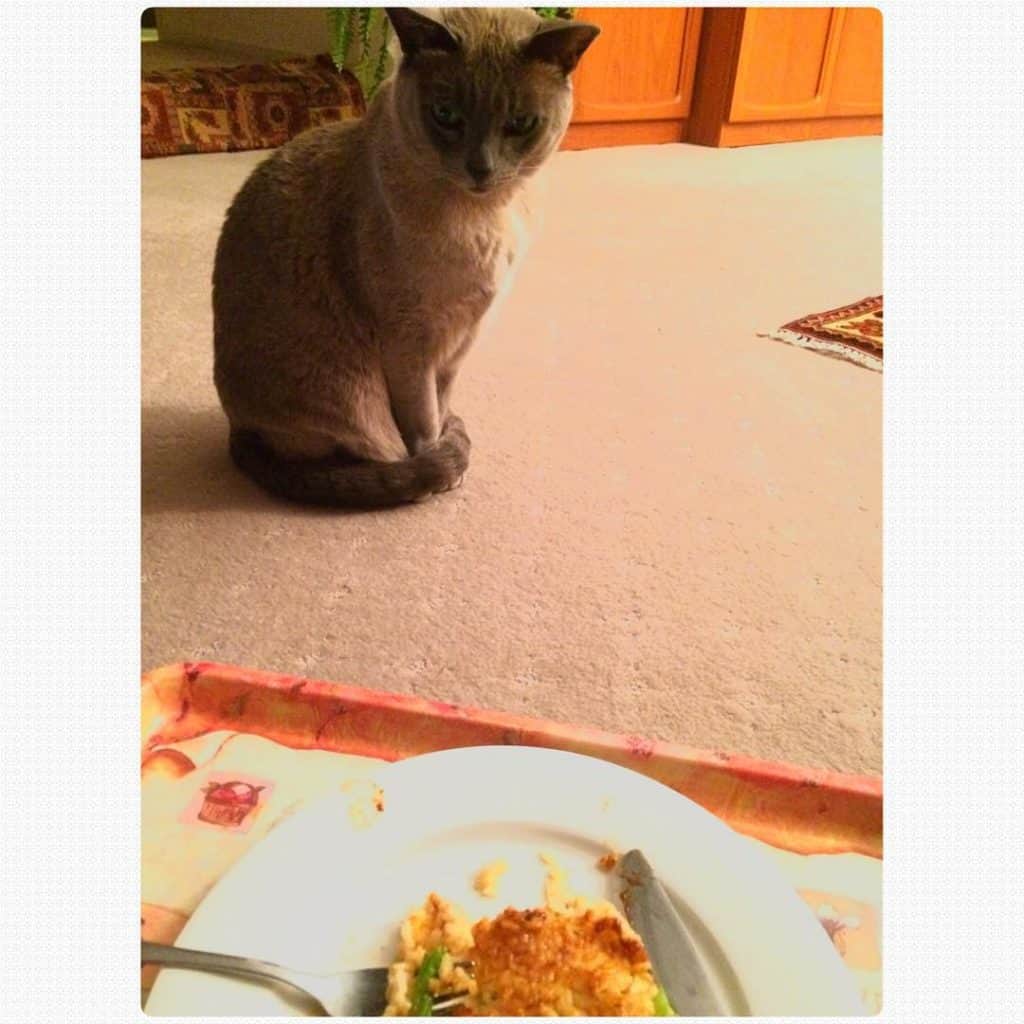 Someone wants my dinner Someone wants my dinner