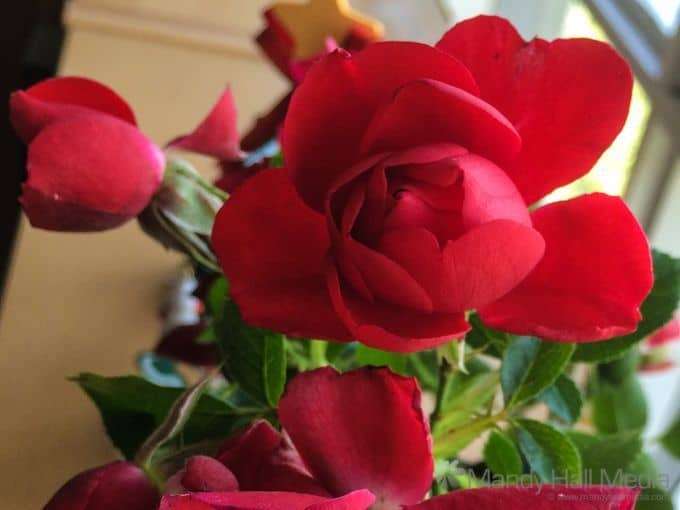 Roses on my windowsill