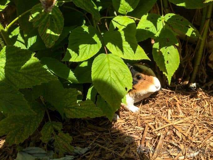 Sneaky Guineapig in the sun