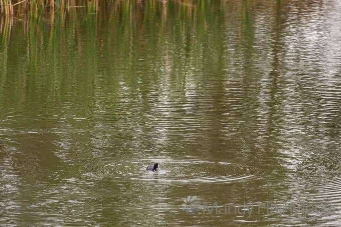 Duck!