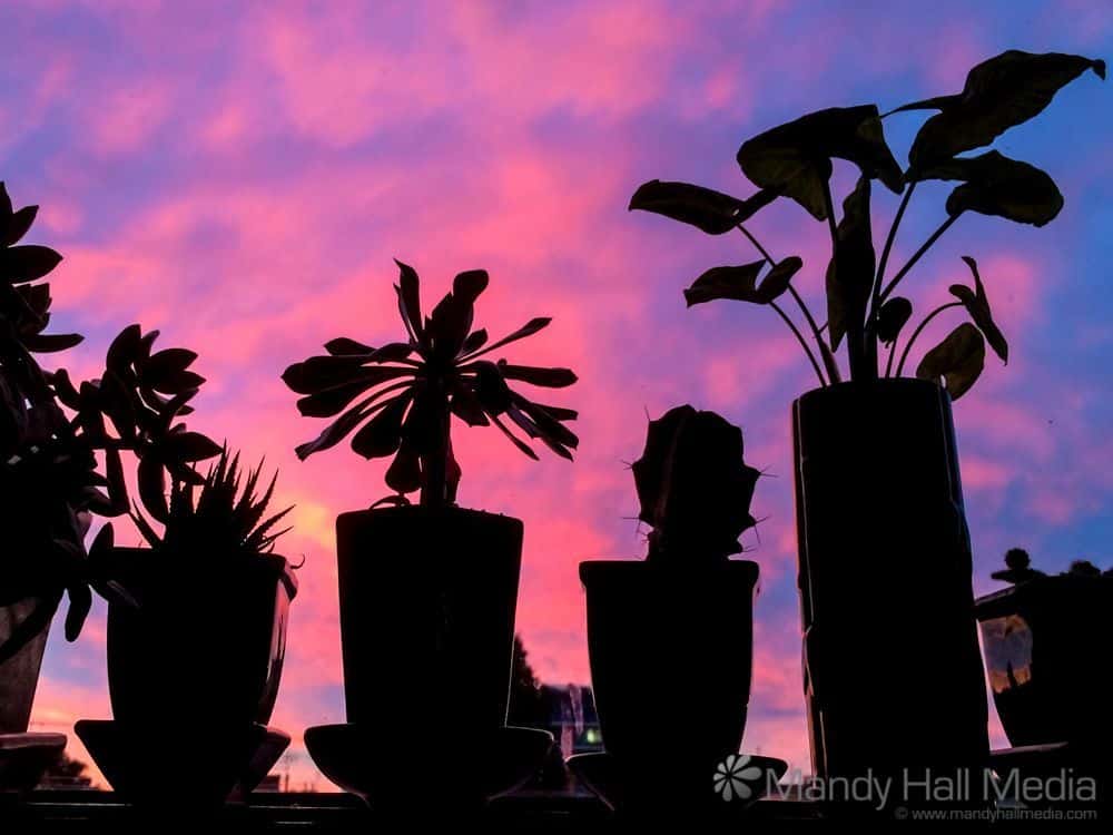 Brilliant sunset through the plants on the windowsill