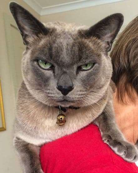 Happy International Cat day? I don’t see what’s so good about it…