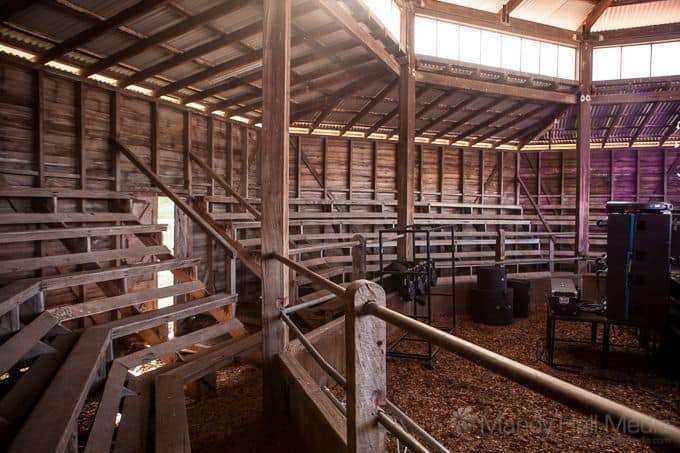 Cattle shed and makeshift stage at Lardner Park