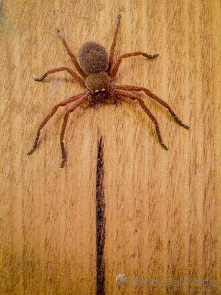 Little huntsman spider on the wall