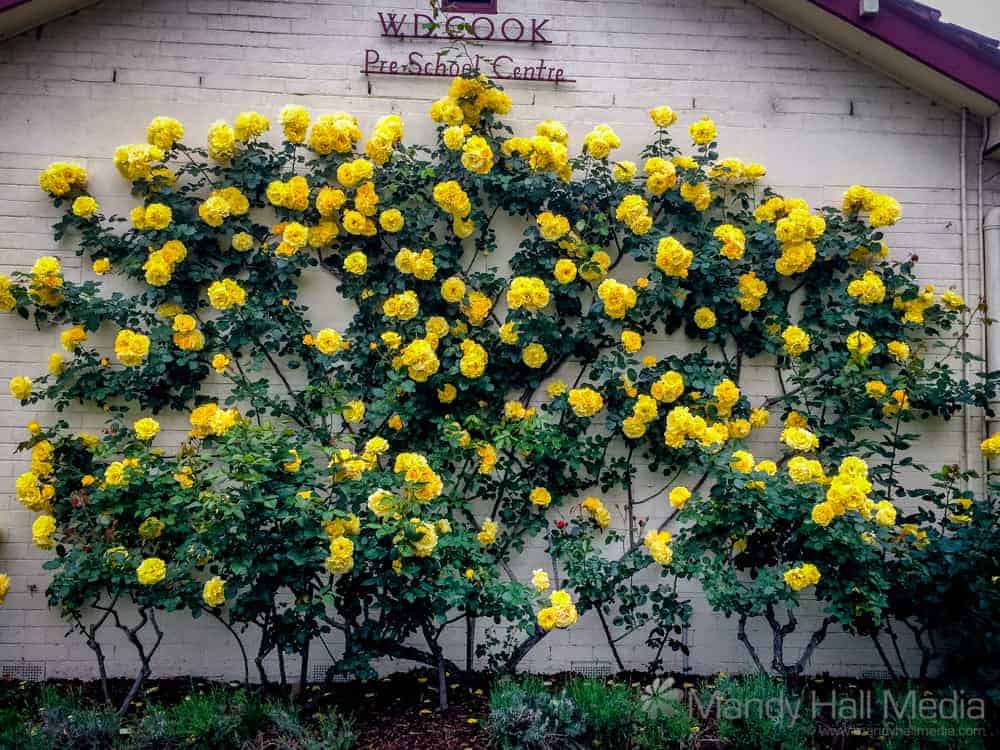 Yellow rose bush