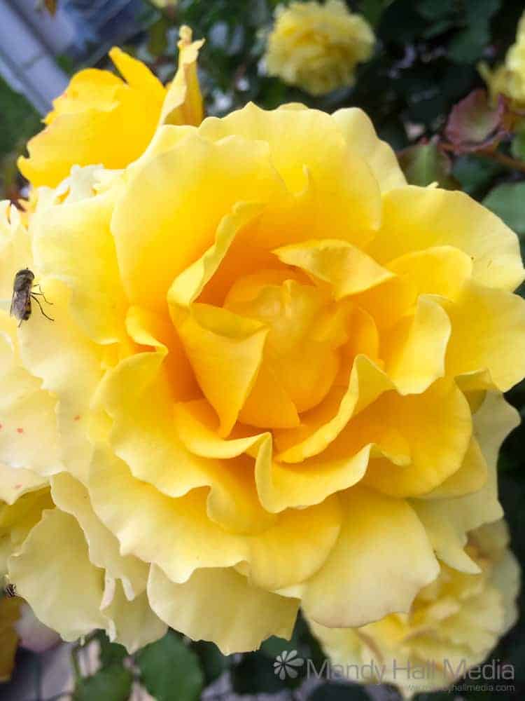 Yellow rose & bee