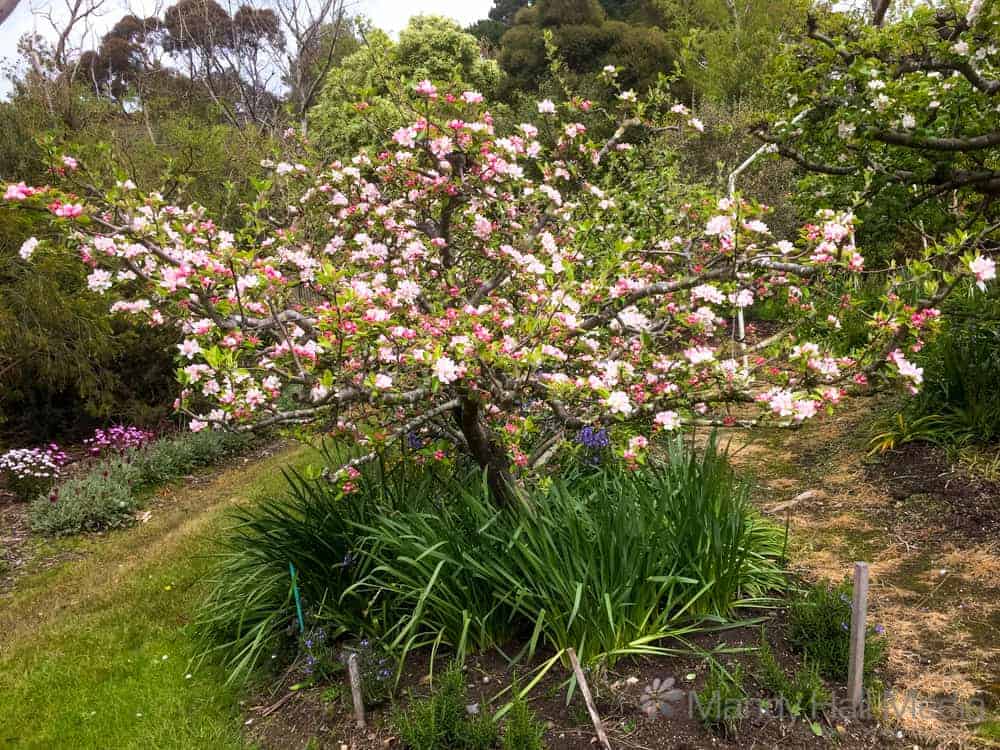 Apple tree blossom