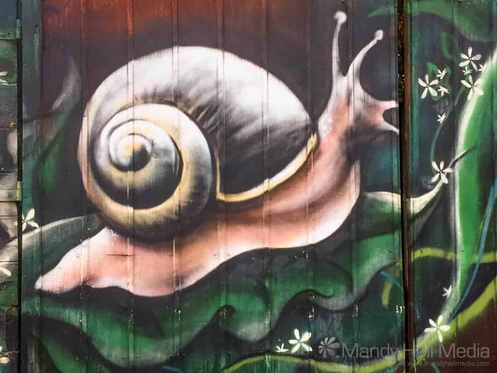 Snail on the wall