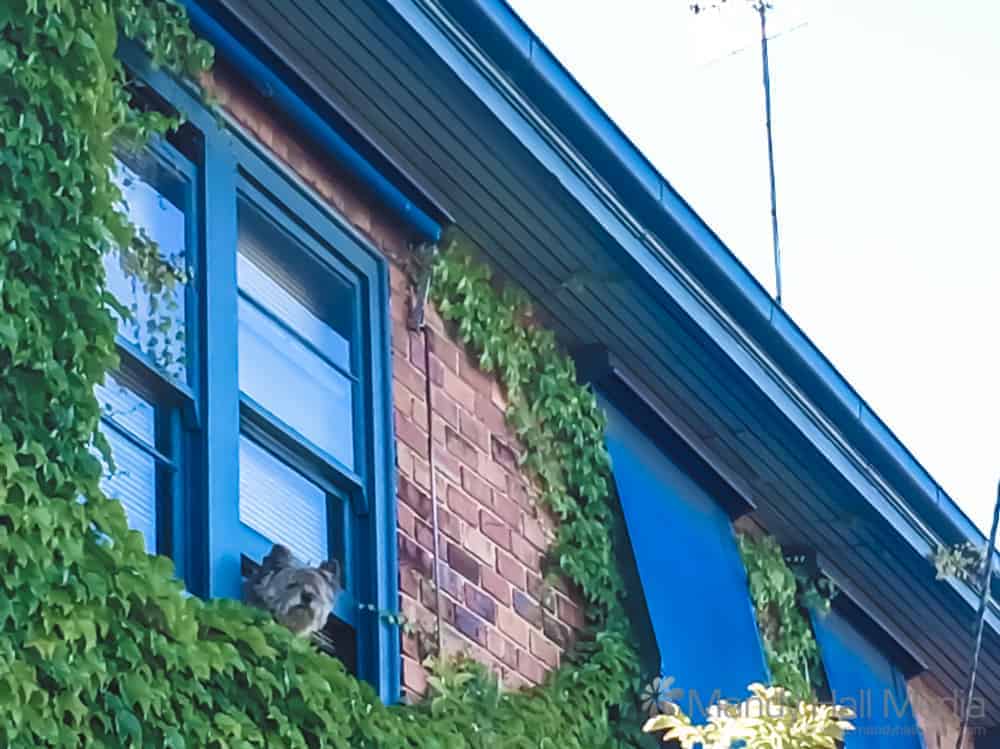 Happy little dog in the window