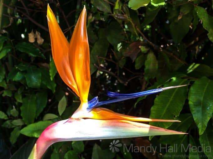 Bird of Paradise