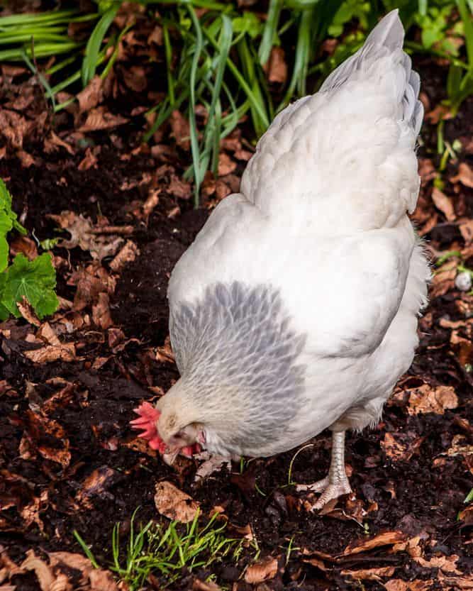 Chicken