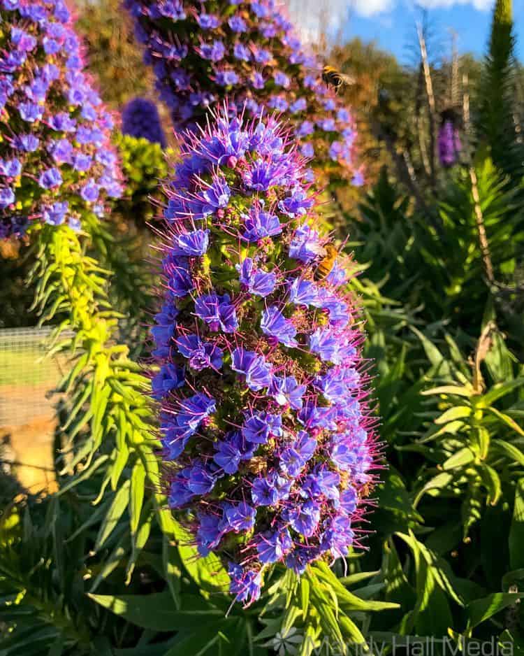 Purple flowers with bees