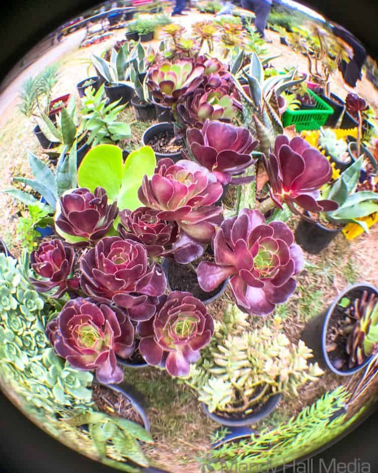 Plants for sale