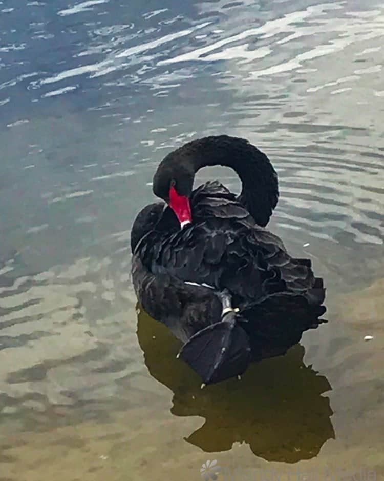Swan grooming
