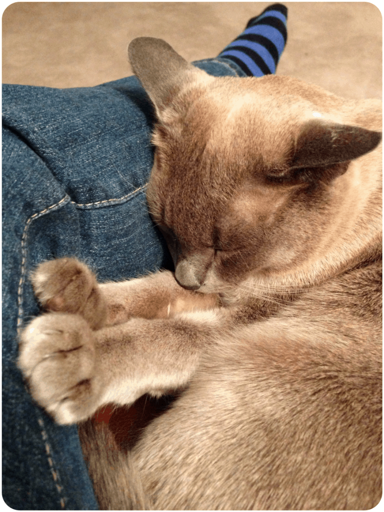 Bod the cat sleeping.