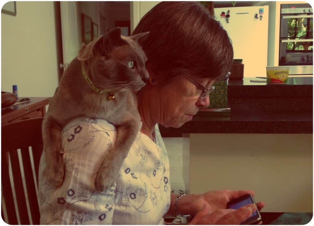 Bod the cat supervising a text message.