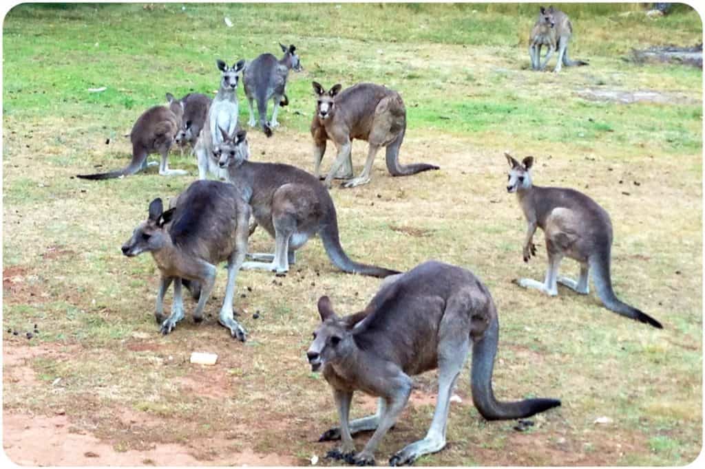Kangaroos in Macedon, Victoria.